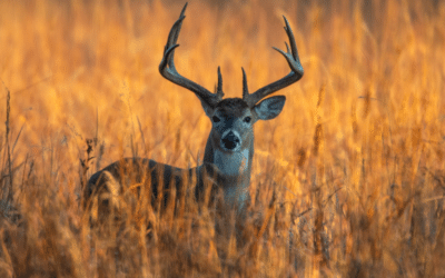 Deer Hunting Rules and Regulations For Illinois Residents