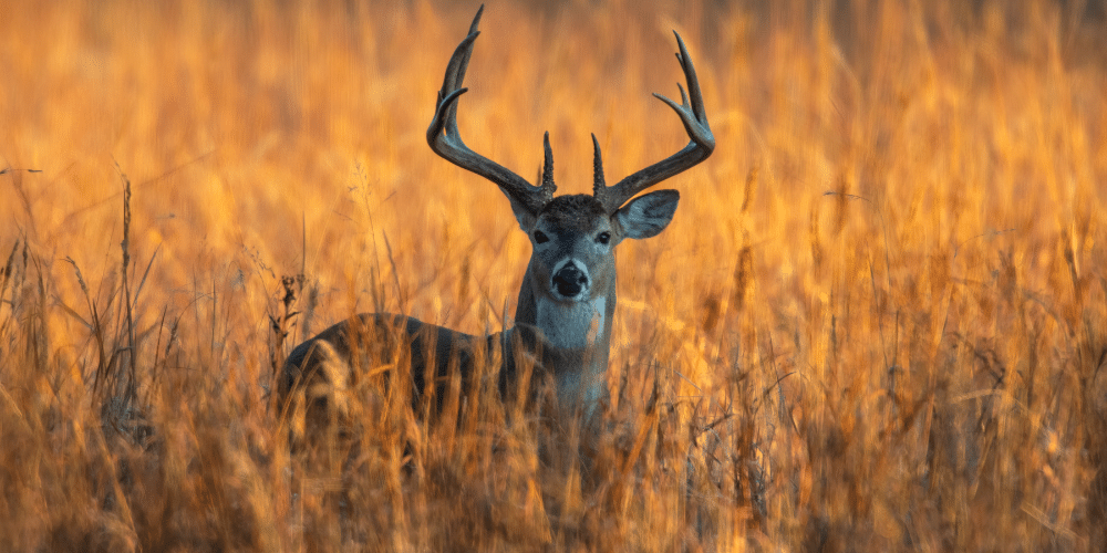 Deer Hunting Rules and Regulations For Illinois Residents